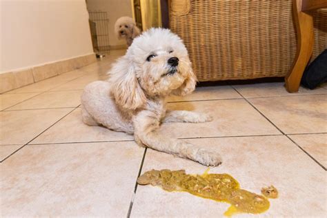 intoxicação alimentar cachorro - cofap cachorro